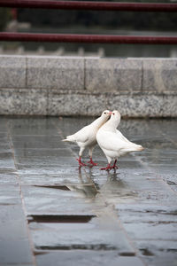 Seagull perching on a railing