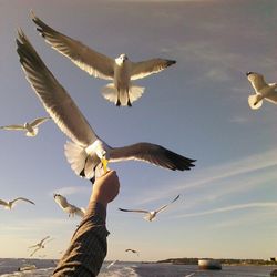 Low angle view of seagulls flying against sky