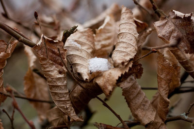 Close-up of dry leaves on plant