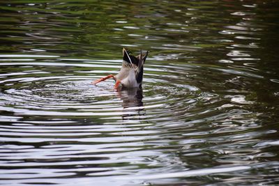 Duck swimming in lake