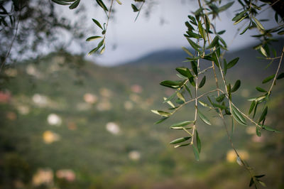 Close-up of plant growing on field against sky