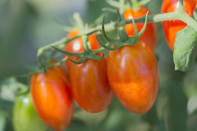 Close-up of tomatoes growing on plant