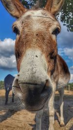 Close-up portrait of a horse on field