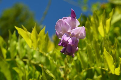 Close-up of purple flowers blooming outdoors