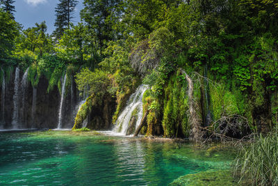 Scenic view of waterfall in forest