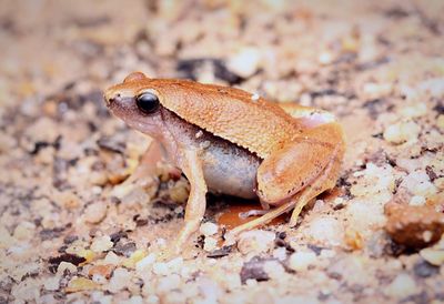 Close-up of frog on land