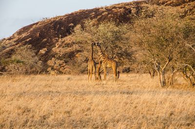 View of giraffe on field