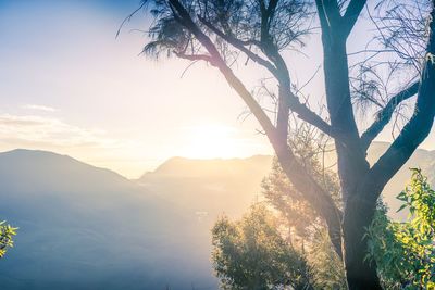 Trees on mountain range against bright sun