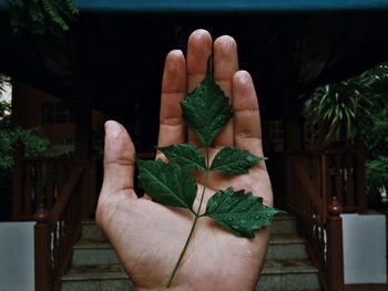 Close-up of hand holding potted plant