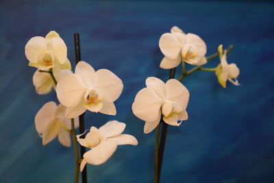 Close-up of frangipani flowers blooming outdoors