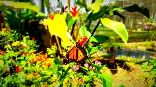 Butterfly on flower