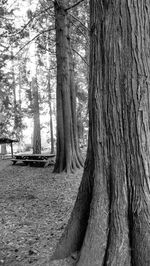 Trees in forest