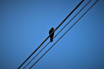 Low angle view of raven perching on cable against clear sky