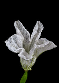 Close-up of flower over black background