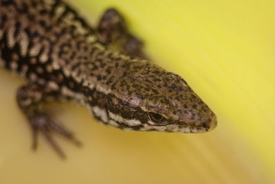 Close-up of lizard