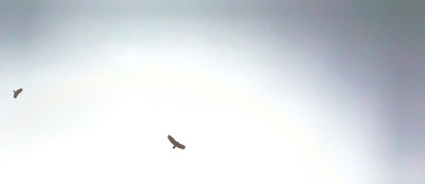 Low angle view of eagle flying against clear sky