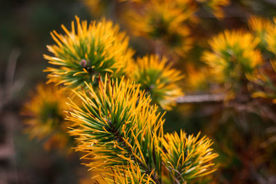 Siberian dwarf pine, pinus pumila, yellow dry or ill. wild plants of siberia. beautiful