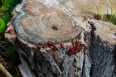 High angle view of tree stump in forest