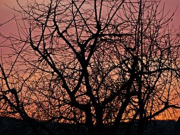 Low angle view of silhouette bare trees at sunset