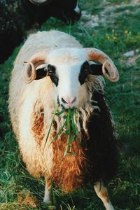 Portrait of cow in field