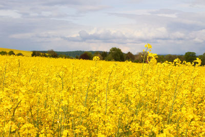 Scenic view of oilseed rape field