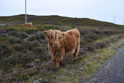 Highland cattle on field against sky