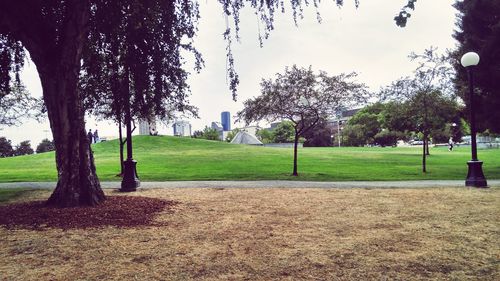 Trees in park