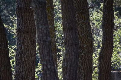 Close-up of pine tree in forest