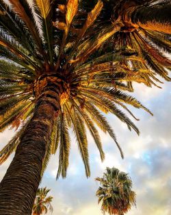 Low angle view of palm tree against sky