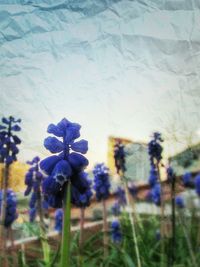 Close-up of purple flowers