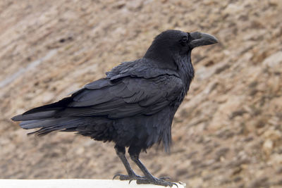 Close-up of a bird