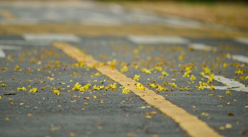 Autumn leaves on road