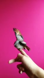 Close-up of hand holding bird
