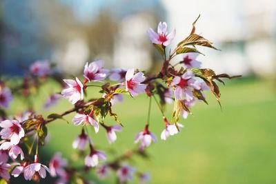 Close-up of pink flowers blooming outdoors