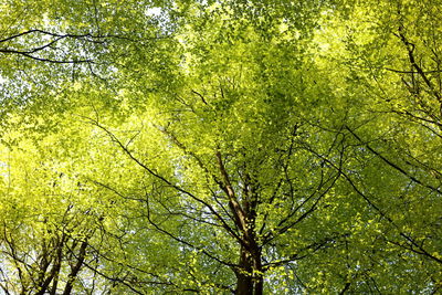 Low angle view of trees in forest