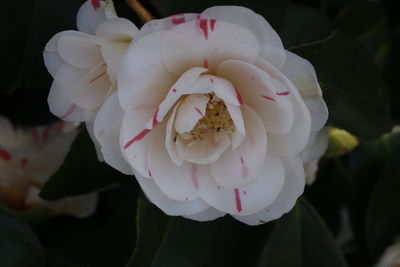 Close-up of flower