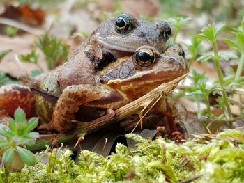 Close-up of frog on field