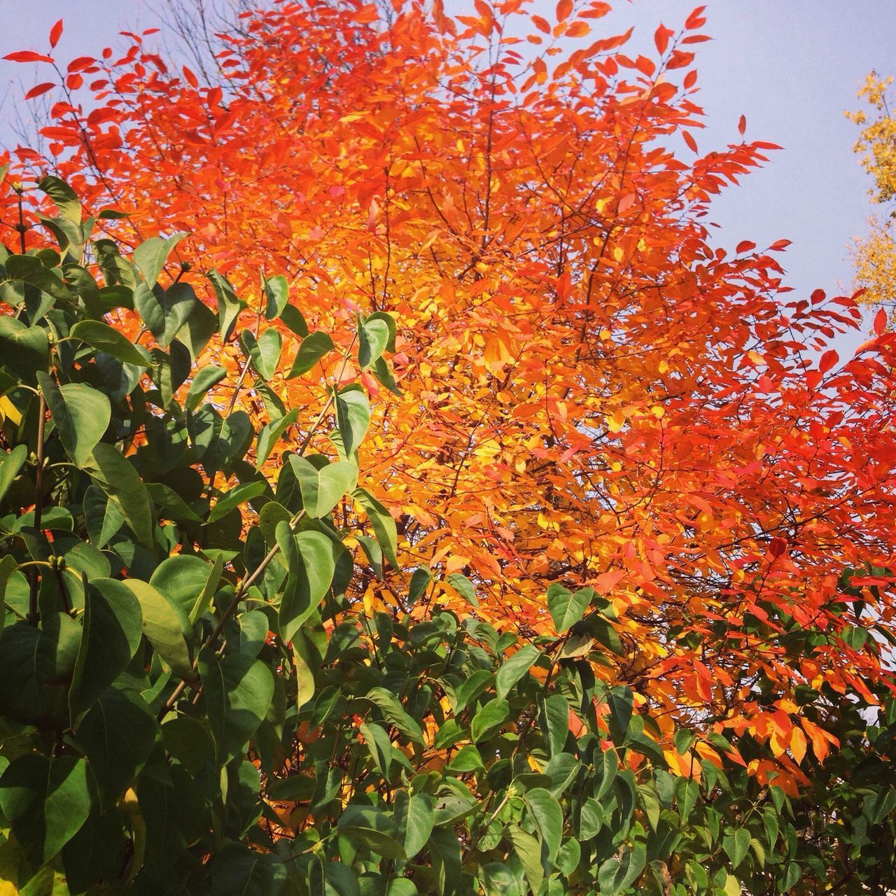 autumn, growth, change, tree, leaf, beauty in nature, nature, season, orange color, tranquility, clear sky, plant, branch, yellow, green color, low angle view, day, tranquil scene, field, scenics