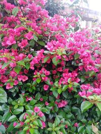 Close-up of pink flowering plants