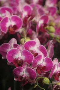 Phalaenopsis orchid shaped like butterflies