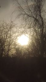 Silhouette trees in forest against bright sun