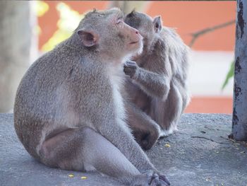 Two dogs sitting on wall