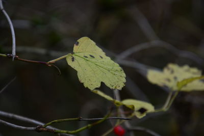 Close-up of plant leaves