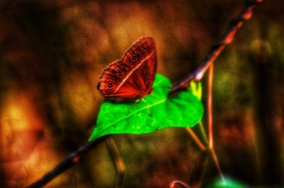 Close-up of butterfly on leaf