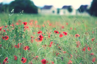 Close-up of poppy flowers in field