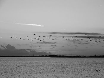 Birds flying over sea against sky