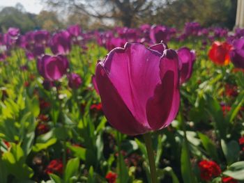 Close-up of pink rose flower