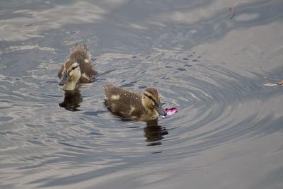 High angle view of mallard duck swimming in lake