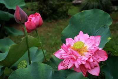 Close-up of pink water lily