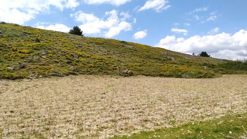 Scenic view of field against sky